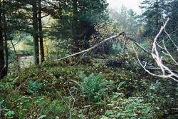 Hans Majestet Kongen av Musgjerd