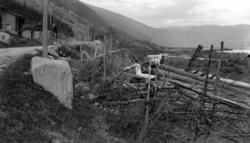 Ingebrikt Hågensen Løken