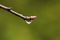 14. Så kort ein sommar menneska har