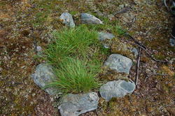 Steinsettinger etter lavvoer i Gressdalen - Lavangen