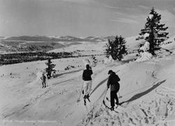 Avfotografert postkort. Tre skiløpere på vei ned en bakke et