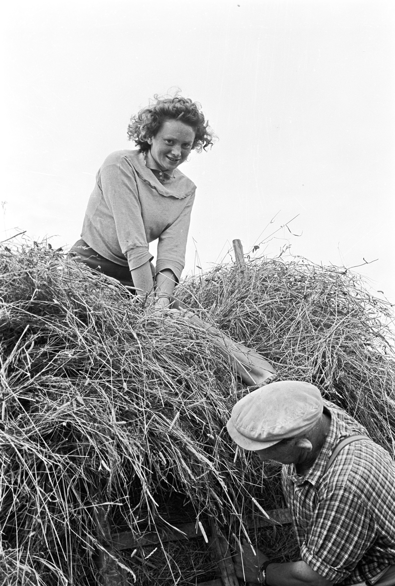 Ullensaker og Nannestad, høsten 1959, tørke og høyonn. Kvinne sitter på et høylass.
