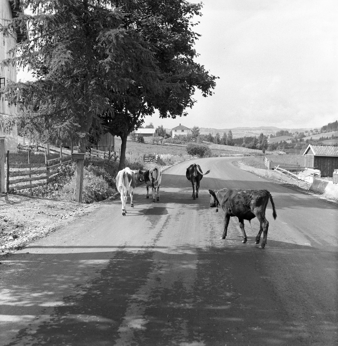 Riksveien mellom Grua og Lunder. Fotografert aug. 1957.
