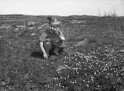 Guri Arentz sitter i en blomstereng og plukker blomster, Åsl