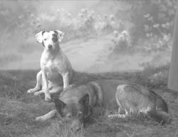 Portrett av to hunder. Liggende i gress, malt bakgrunn. Frøk