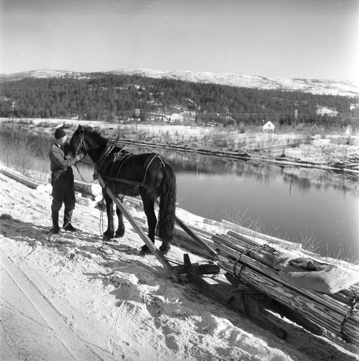 Østerdalen, mars 1959. Stemninger. Tømmertransport med hest.