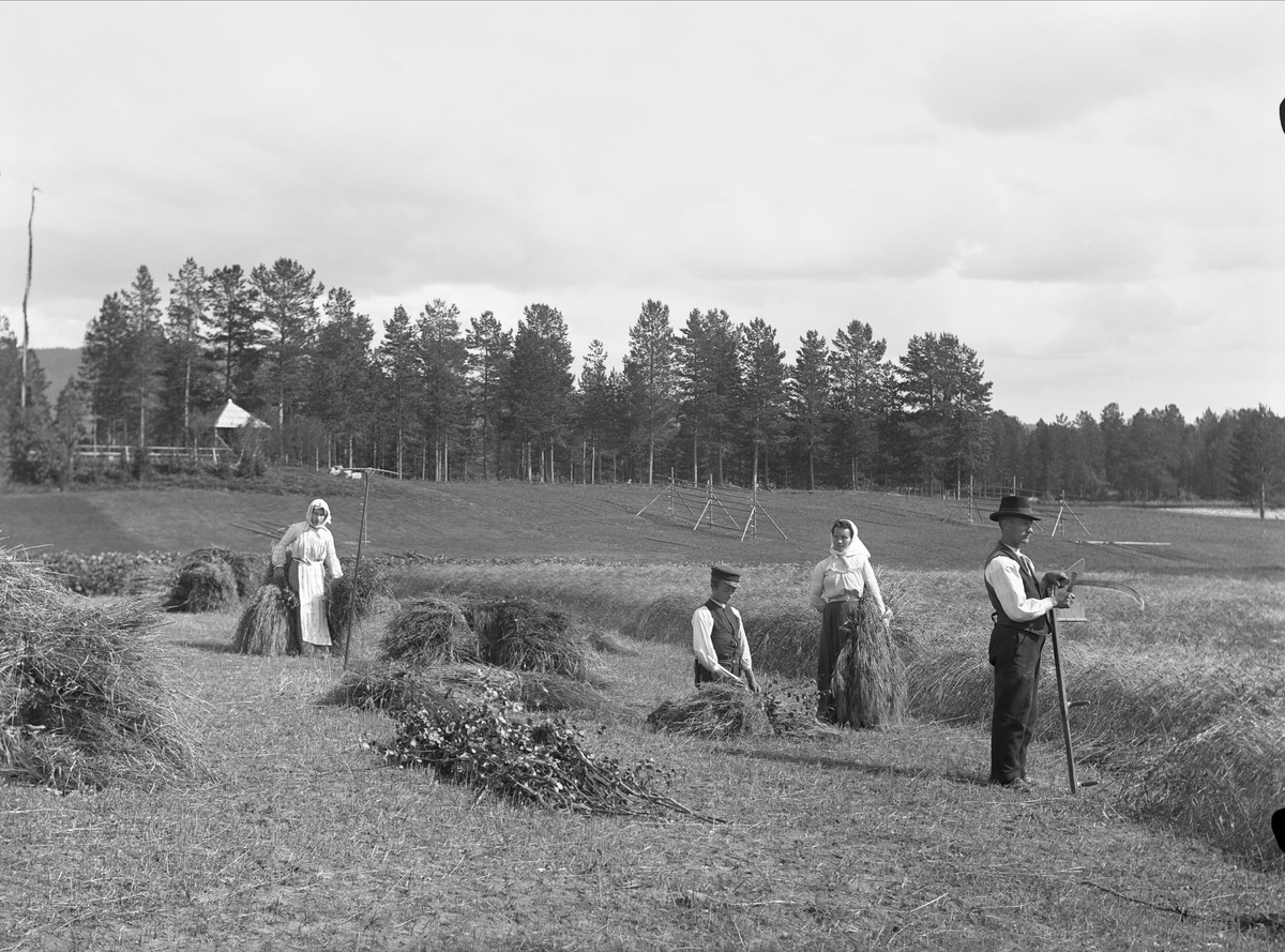 Kornskörd i Bodums socken, Ångermanland