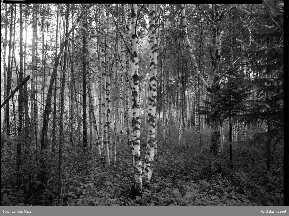 Nordiska museet utställning Sommarslöjd 2005. Korgar pilträd Skansen ...