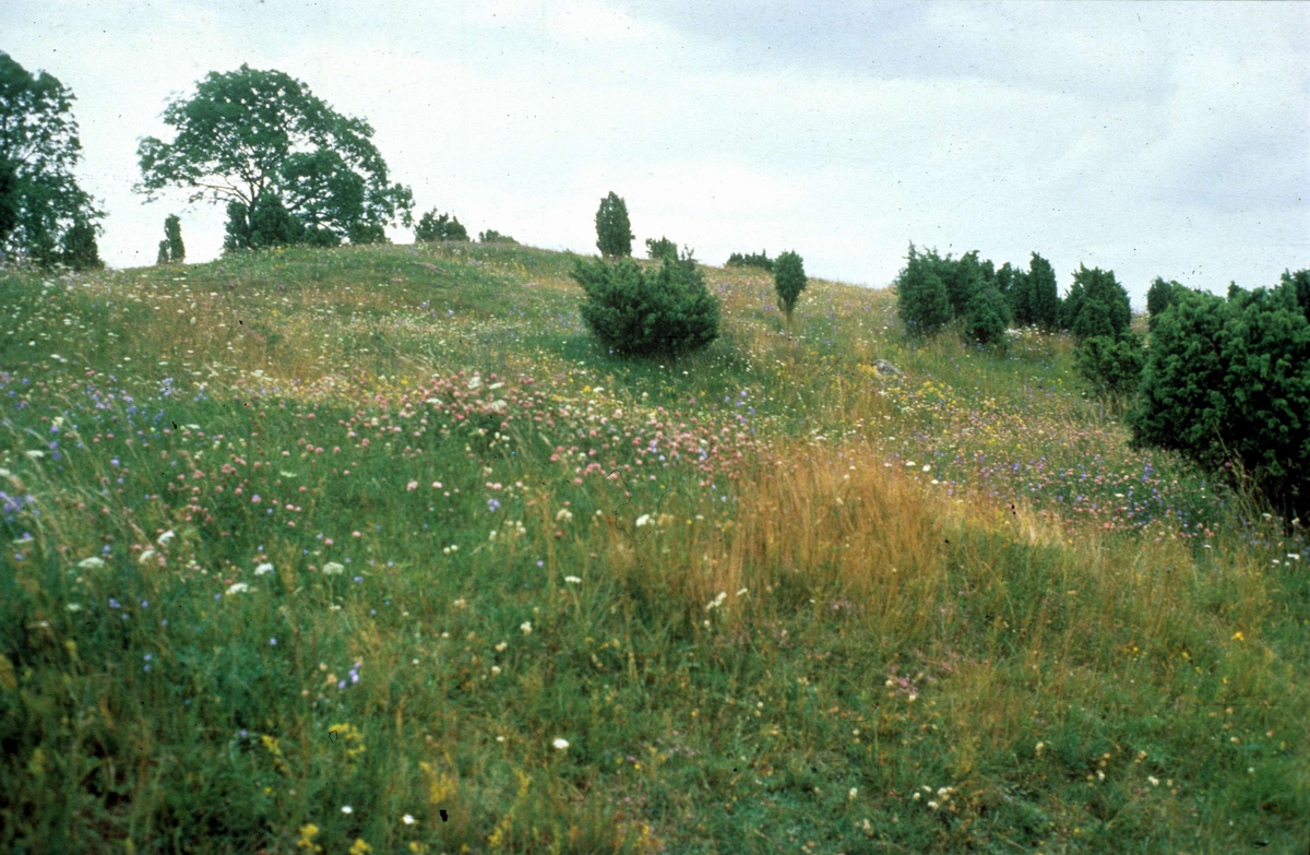 Valsgärde gravfält, Gamla Uppsala 1987