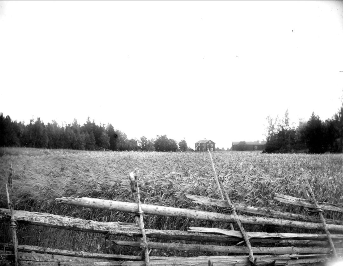 Sädesåker och gårdsmiljö, Vätö socken, Uppland 1904
