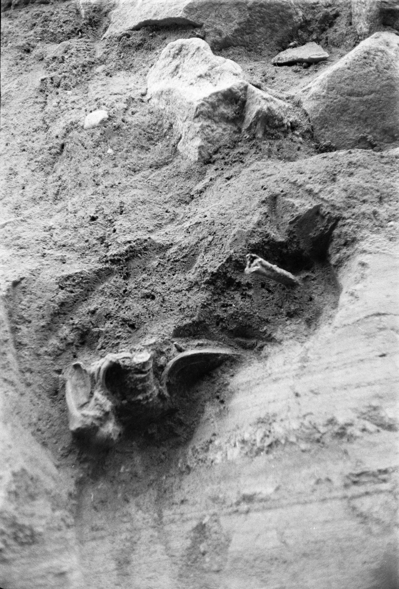 Arkeologisk undersökning, skelett, Prästgården 1:1, Gamla Uppsala 1972