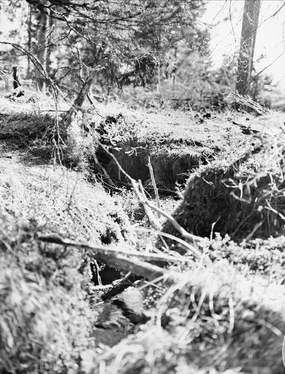 Dike eller uttorkat vattendrag, Tierpstrakten, Uppland omkring 1915 - 1920
