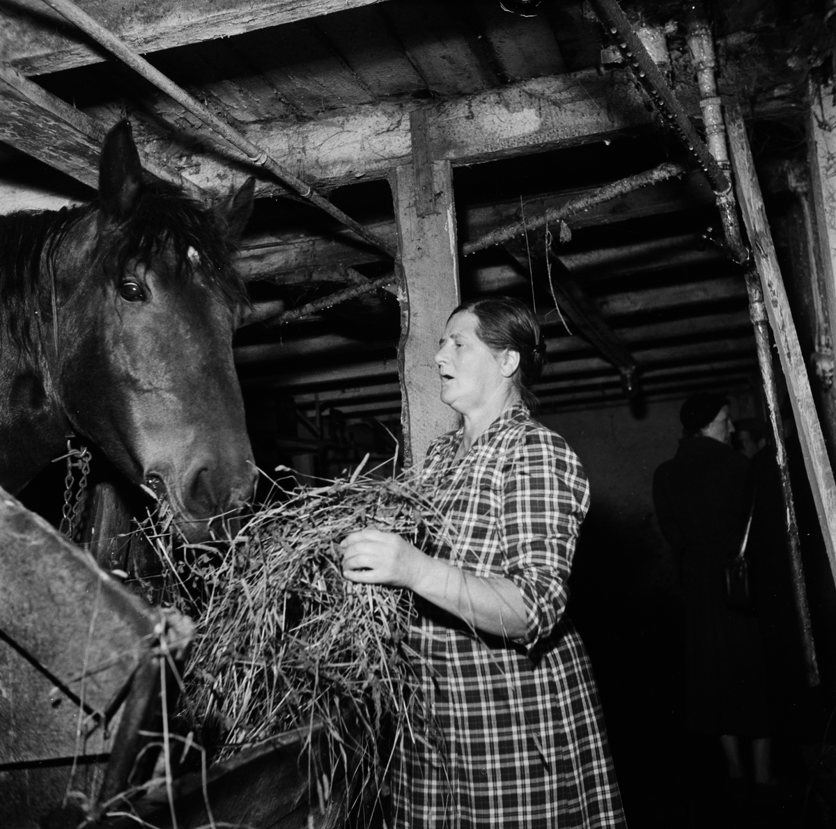Lantbrukare Hilda Persson utfordrar hästen Travenfelt, Myren, Väla