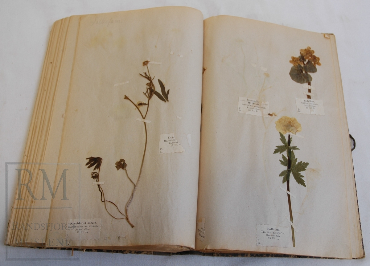 Herbarium med tekstilrygg og marmorerte papp-permer.
Noen fine eksemplarer, enkelte planter uten bestemmelse.
Stort sett trykte bestemmelser, plante-familier inntegnet med blyant