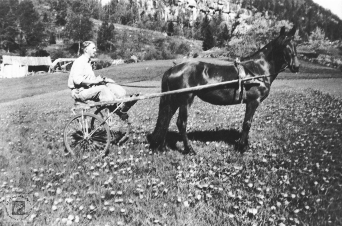 Med hest og sulky på Foss, Bjelland