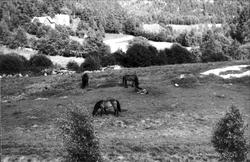 Hestar på beite på Foss i Bjelland