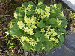 Plante- og fugleliv på Kinn