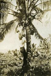 Kokosslang på Vavao.