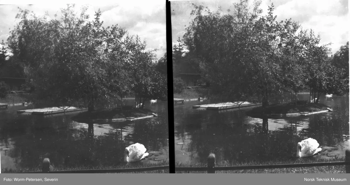 Svane på vann på St. Hanshaugen