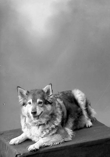 Enligt fotografens journal nr 6 1930-1943: "Dahllöf, Fr. I Solhult Landvetter hund".
