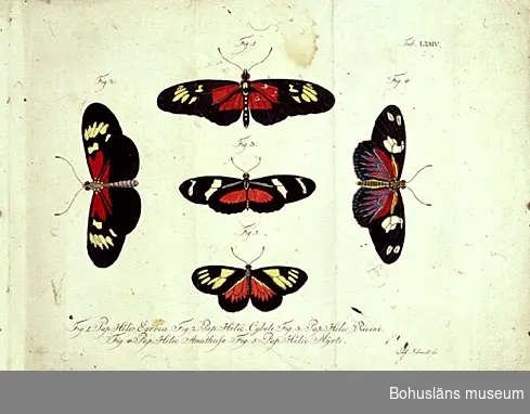Fjärilar; blad ur bokverket Natursystem aller bekannten in- und ausländischen Insecten: Schmetterlinge. Carl Gustav Jablonsky & Johann F.W. Herbst. Berlin, 1780-talet.