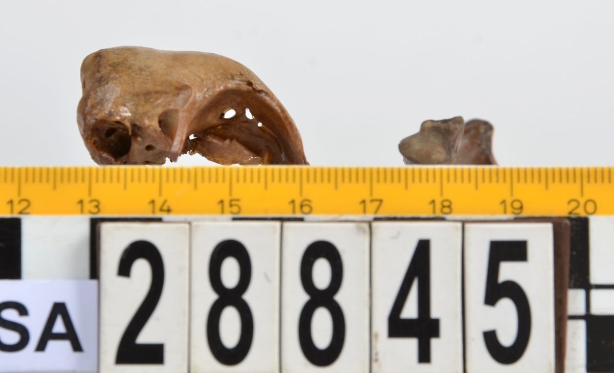 Ben från tamhöns (Gallus gallus).
1 st. kranium (neurocranium).
1 st. vänster armbågsben (ulna sin).
Kraniet har gulbrun färg och armbågsbenet har mörkbrun färg.