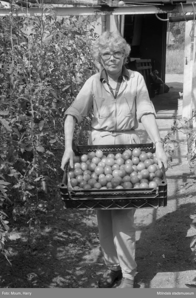 "Nyskördade tomater. Maj Britt Karlström har nu bråda dagar när tomaterna skall skördas." Mölndal, år 1984.
Fotografi taget av Harry Moum, HUM, för publicering i Mölndals-Posten, vecka 31, år 1984.