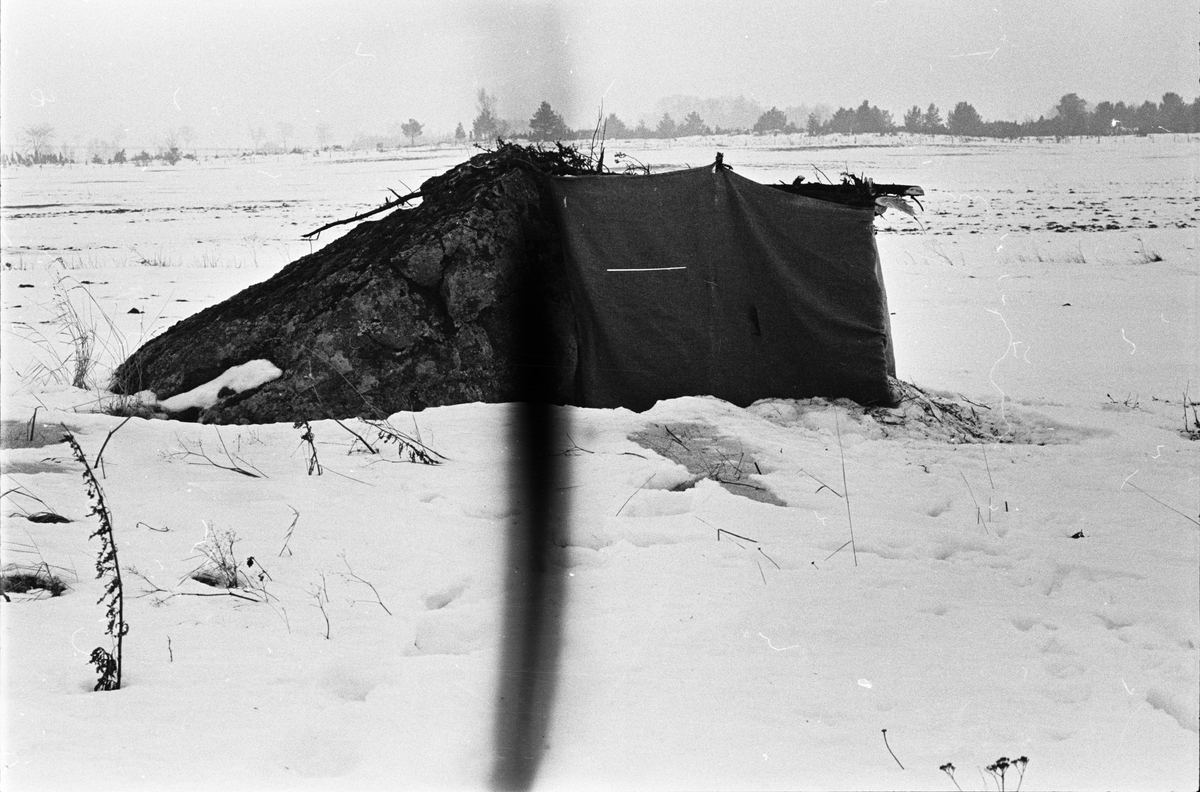 Riskojor, Uppland mars 1963