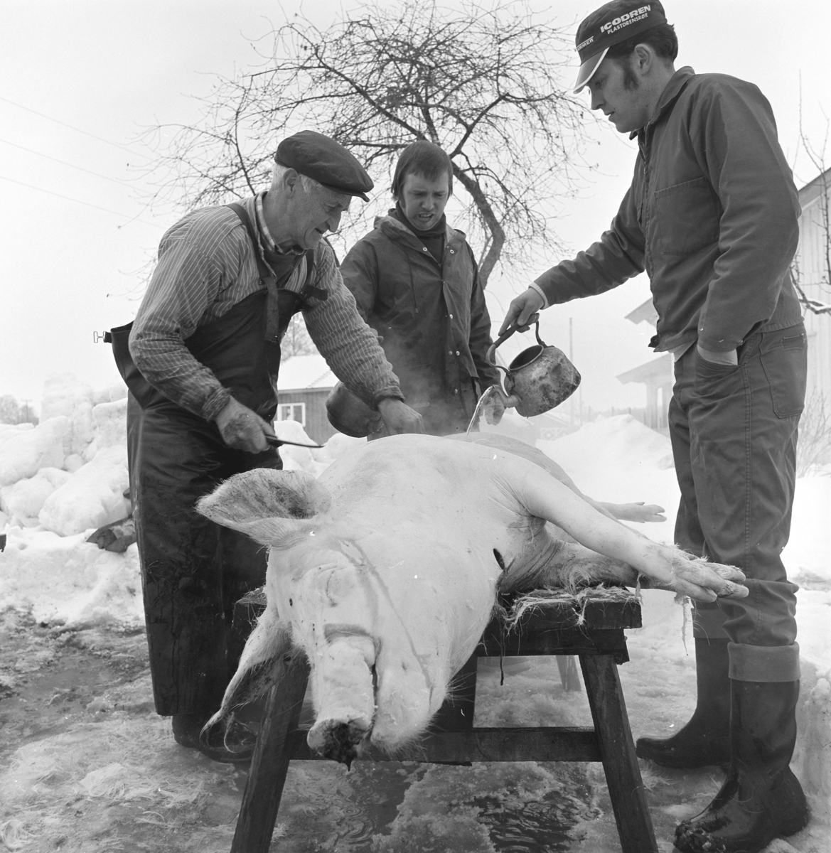 Dokumentasjon av griseslakting i 1977, på Lunde i Gaupen, Ringsaker.Bygdeslakter Johs. Rosenborg.