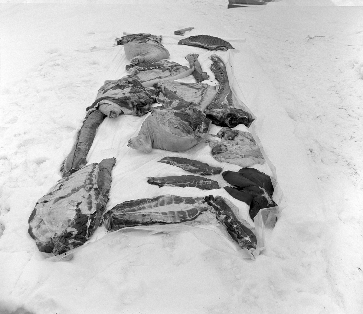 Dokumentasjon av griseslakting i 1977, på Lunde i Gaupen, Ringsaker. Bygdeslakter Johs. Rosenborg, oppdelt griseslakt,