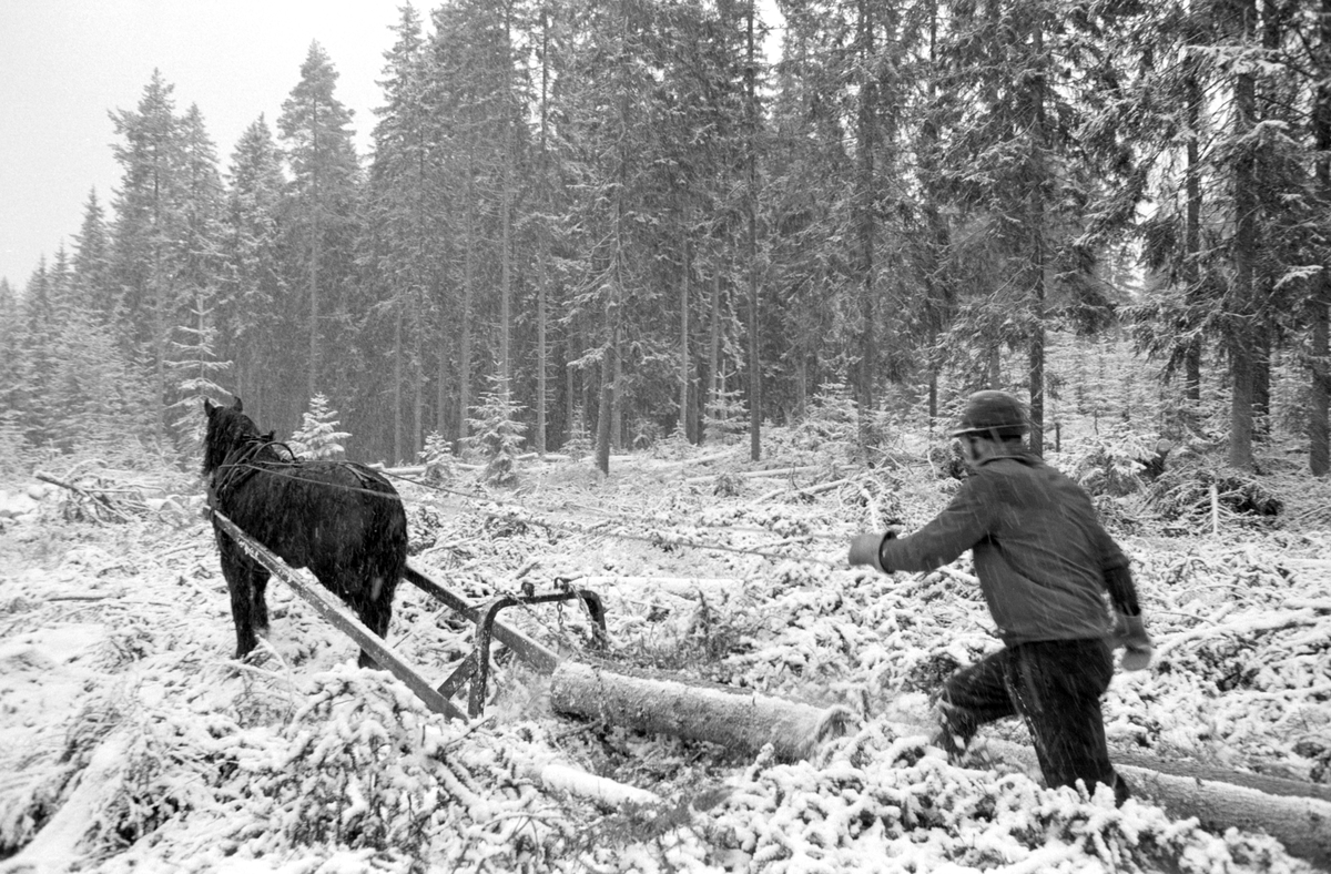Skogsarbeid, hesteredskap, tømmerkjøring med hest, vinter, snøvær. Dagsåsen i Grue. 