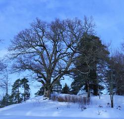 Snø i parken den 29.01.2013, Berg-Kragerø Museum.