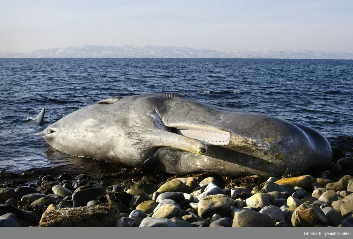 En 10 meter lang spermhval rak på land i mellom Vadsø og Kiby 11.3.2009. Hvalen var nylig død, ingen vet dødsårsaken. Den bar ingen synlige tegn på ytre skader. Noen dager etter ble spermhvalen fjernet av kystvakten