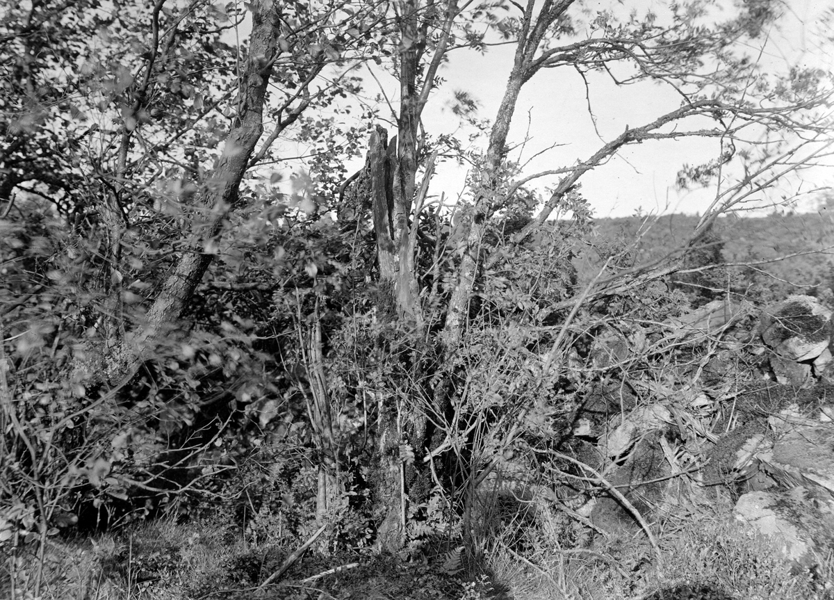 Boplats för göktyta, Jynx torquilla, 15/6 1915.