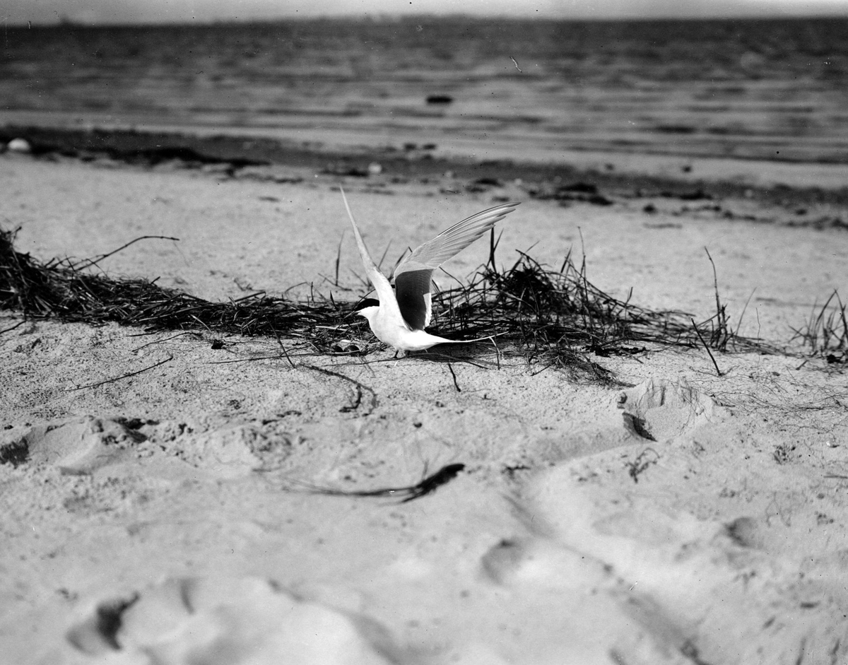 Silvertärna (Sterna arctica) vid bo 30/5-1913.