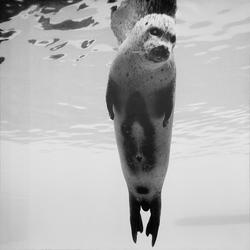 Seal [Fotografi]
