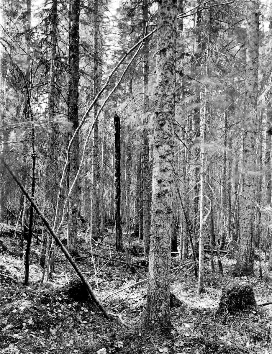 Häckterräng för nordisk mes (talltita) Poecile montana, i Ofvansjö xxxx Järbos:a, Gästrikl.                           Granskog med talrika insprängda aspar och björkar. Mesboet låg i den gamla, ca 5 m höga aspstubben, som synes nära midten af bilden. Det af mesen själf urholkade ingångshålet är synligt nära toppen af stubben.                               Fot. Edv. Wibeck d. 18 maj 1914