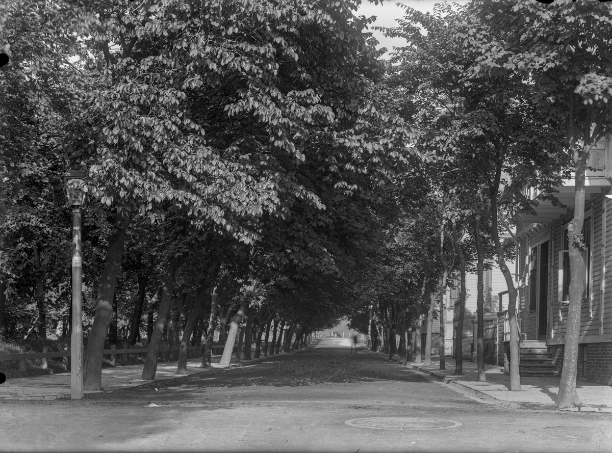 Byparken i Haugesund. Høye trær.  Trehus til venstre. En gatelykt i forgrunnen. En ku innenfor et gjerde lengst i bakgrunnen, "under" trærne.