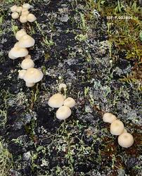 Sopp og lav på råtnende trestamme i naturreservatet Smoldale