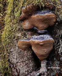 Kjuke på råtnende bjørkestamme.  Dette er en type poresopper