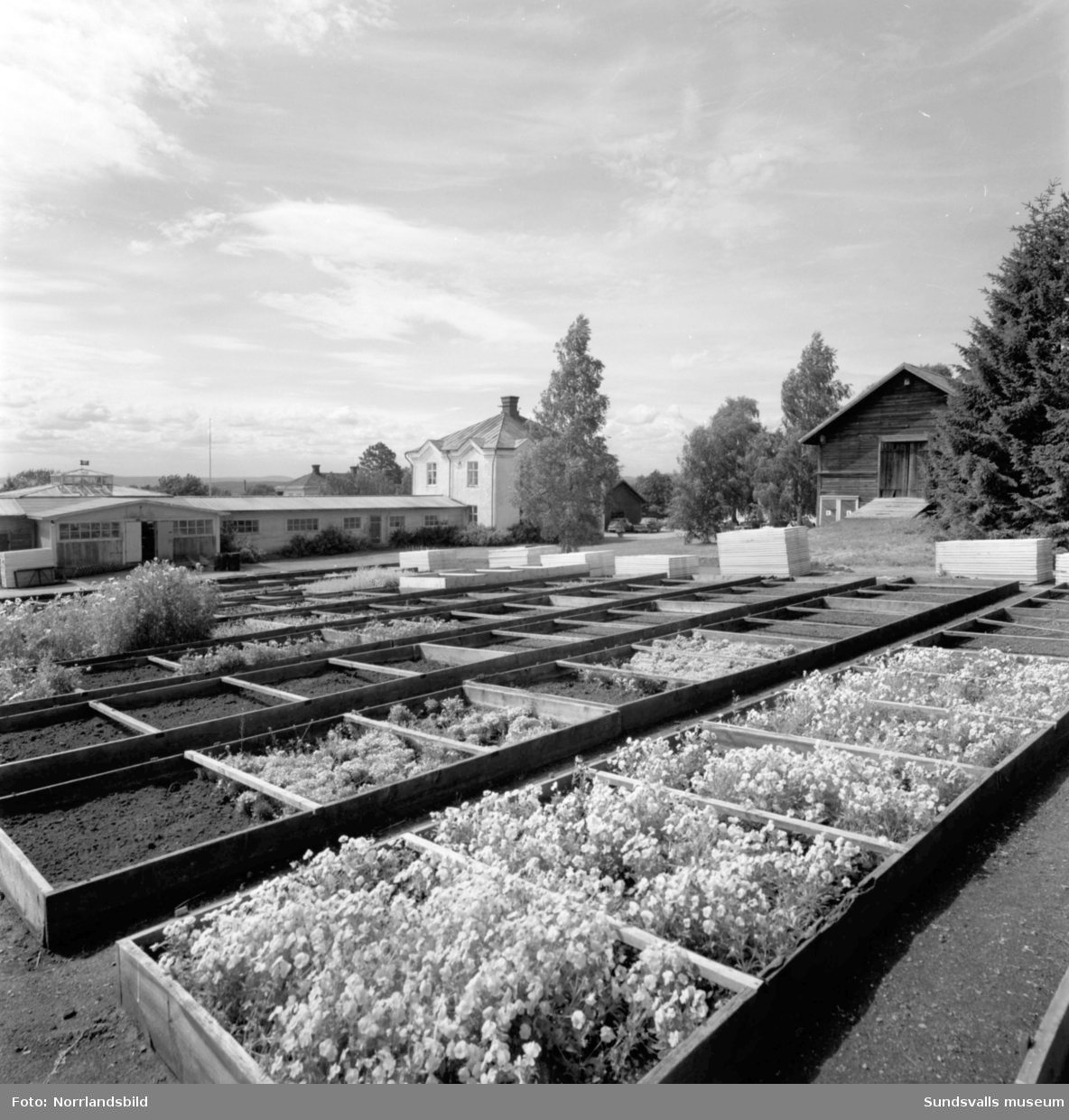 Trädgårdsskolan i Söråker, 1932-1966, disponerade ett stort markområde av det som i dag är centrala Söråker. Huvudbyggnad var den gamla herrgården och skolan odlade köksväxter på 11 hektar mark där det producerades cirka 300 ton per år. Dessutom fanns en stor fruktträdgård, plantskola för fruktträd och prydnadsträd samt flera växthus, till och med ett tropiskt växthus. Allt som producerades såldes för att finansiera verksamheten. Utöver yrkesutbildning för trädgårdsmästare anordnade skolan även kurser för den trädgårdsintresserade allmänheten.