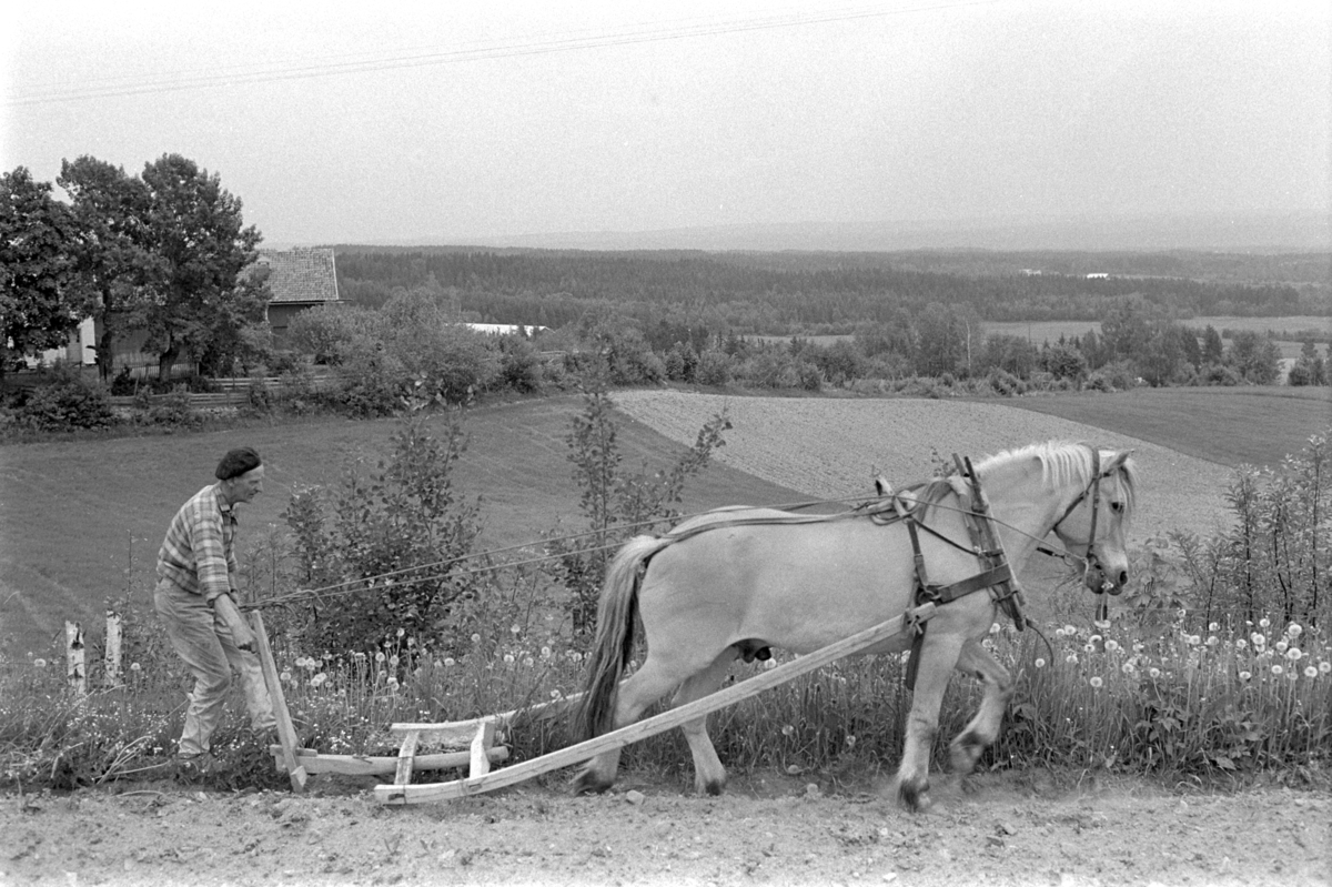 Røsbak, store, Furnes. Gnr.781, bnr.1. Mikael E. Røsbak f. 1918. Hest, hesteredskap, ard. Landskap Furnesåsen.