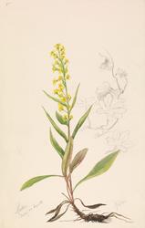 Gullris og blomkarse [Studie]