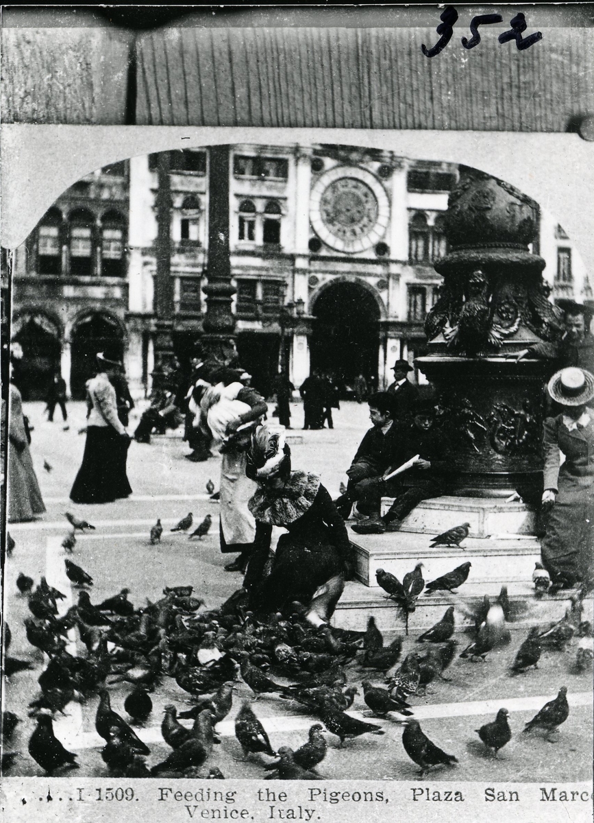 Mating av duer på plaza San Marcos Venecia