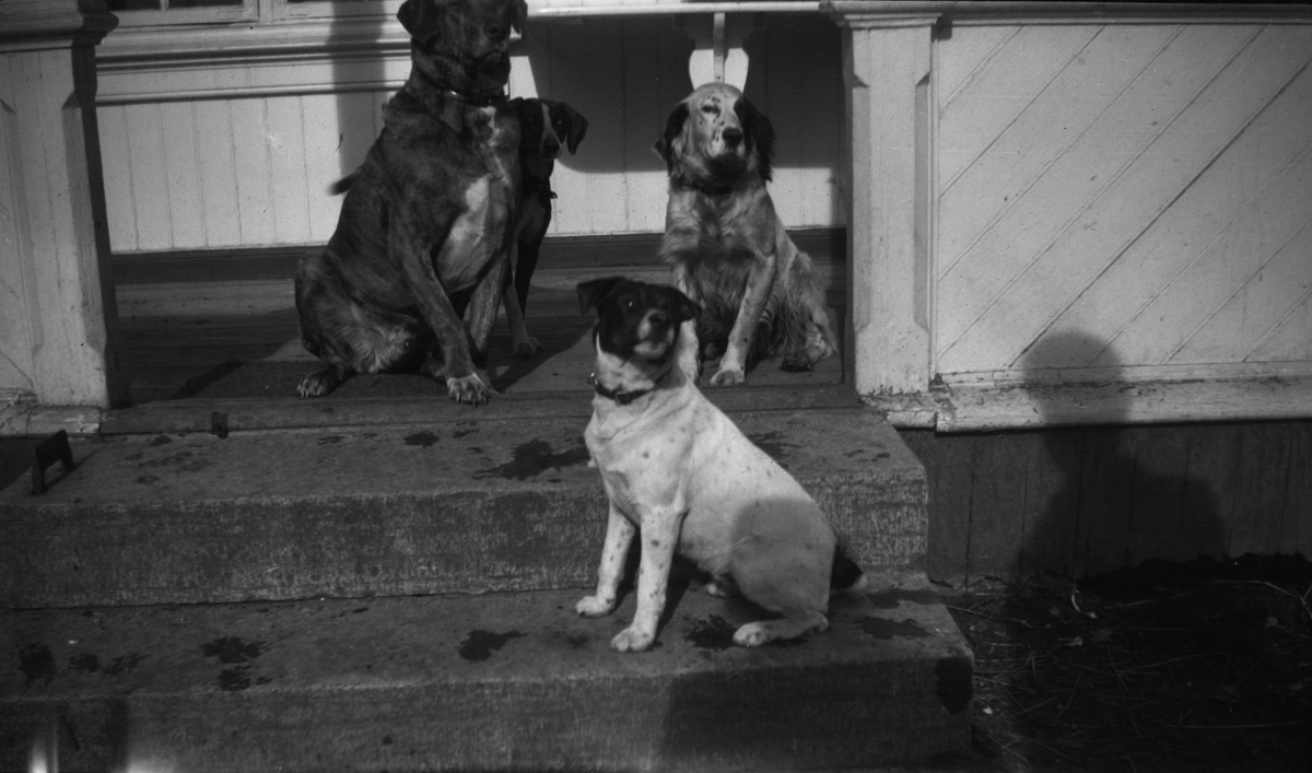 Fotoarkivet etter Gunnar Knudsen. Fire hunder på trappen. Hunden som sitter fremst til høyre i bildet er av rasen Jack Russel Terrier, mens hunden bak til høyre er en Engelsk Setter. Hundene bak til venstre er ukjente raser.