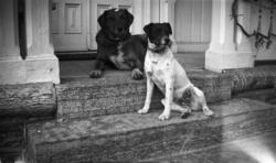 Fotoarkivet etter Gunnar Knudsen. To hunder på trappen. Hund