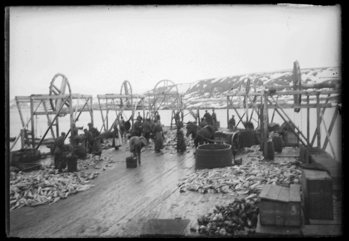 Fiskearbeid på kaia i Hamningberg
