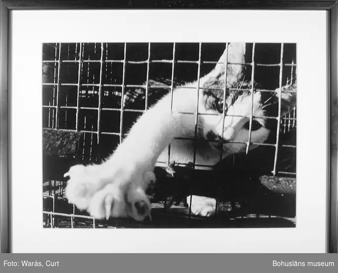 En katt i bur. Så småningom skall den säljas som experimentdjur. Kattfarm i mellersta Bohuslän i oktober 1975.