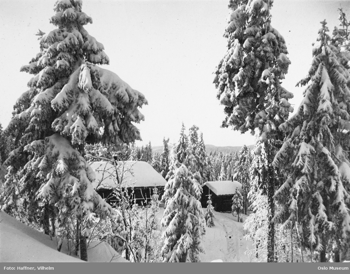 skog, snø, hytte