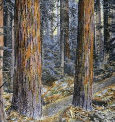 Veien til Rainier. 12.